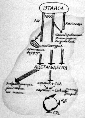 Метаболизм алкоголя в печени.