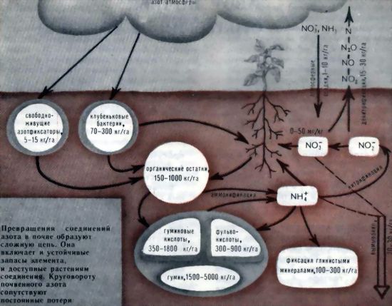 Превращения соединений азота в почве