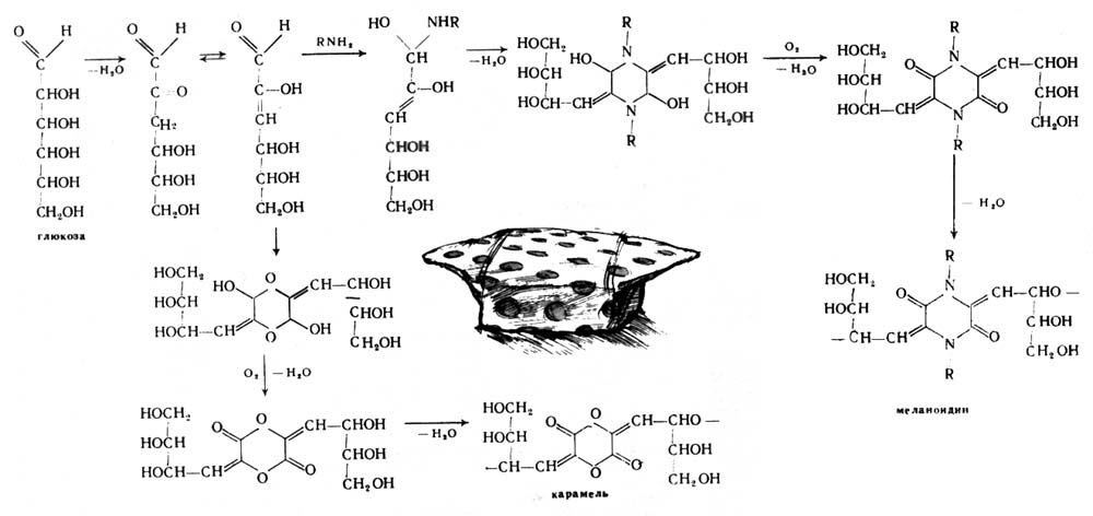 Схема образования меланоидинов (и заодно - карамелей)