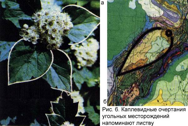 Каплевидные очертания угольный месторождений напоминают листву