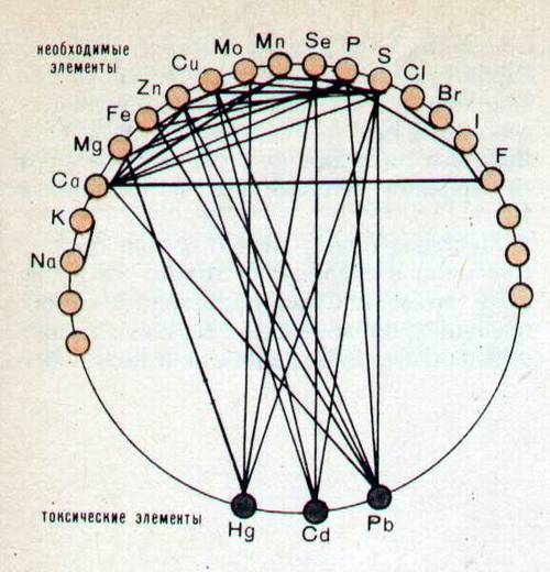 Некоторые взаимодействия в организме необходимых человеку и токсических химических элементов